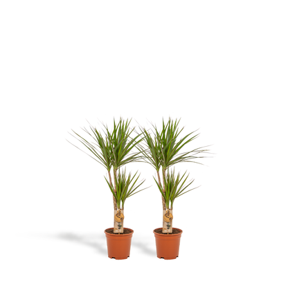2x Dracaena Zimmerpflanzen – 90 cm, Ø 17 cm, pflegeleicht