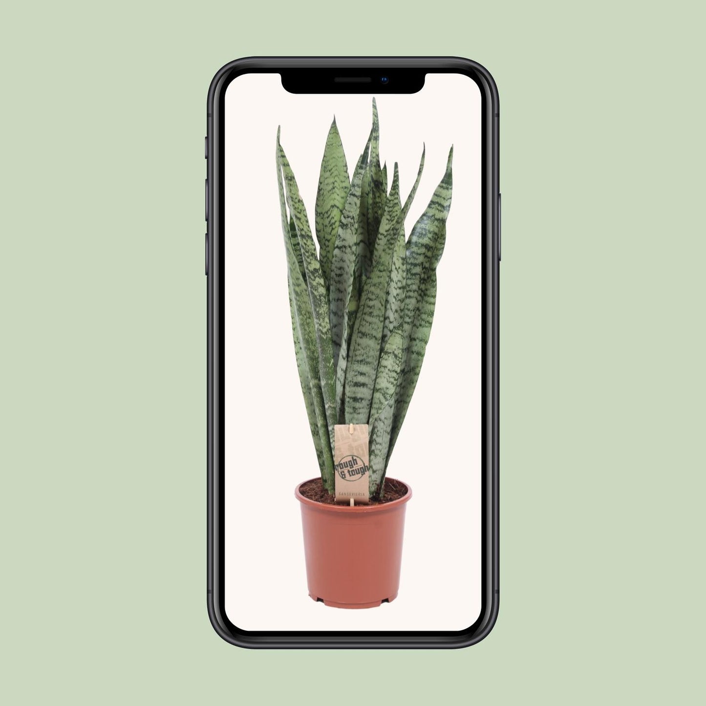 Bogenhanf Zeylanica – 70 cm pflegeleichte Zimmerpflanze