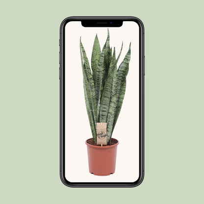 Bogenhanf Zeylanica – 70 cm pflegeleichte Zimmerpflanze