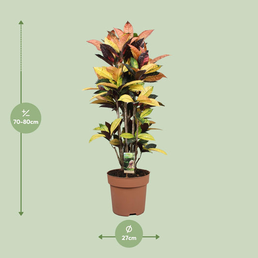 Codiaeum Mrs Iceton – Bunte Croton Zimmerpflanze Ø27cm