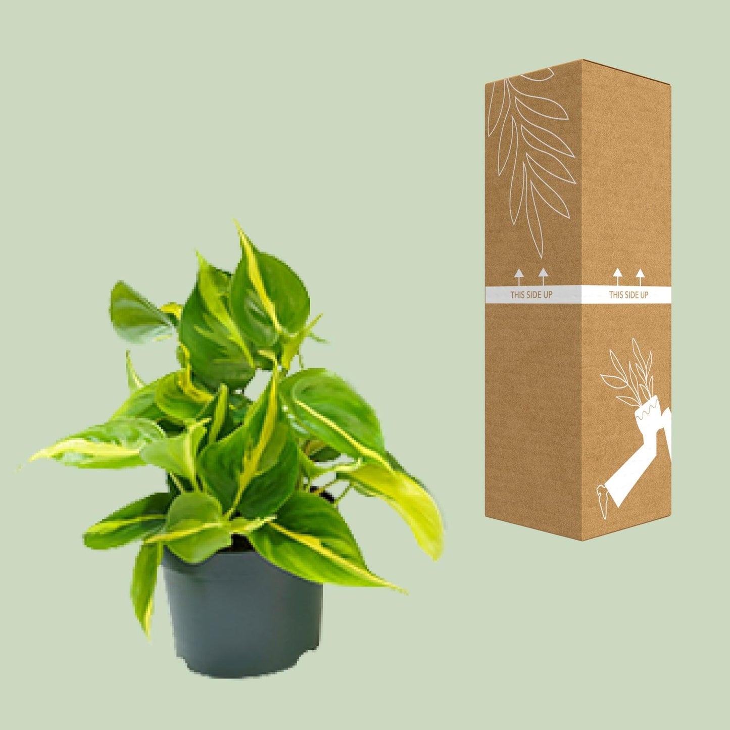 Philodendron Brasil – Pflegeleichter Kletterphilodendron Ø12cm