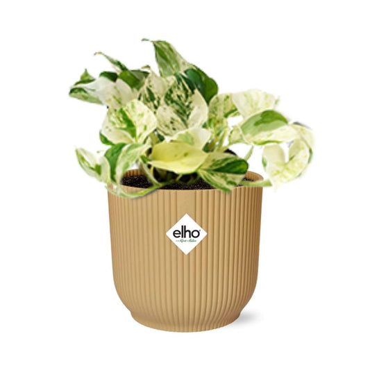 Epipremnum Pinnatum Happy Leaf – pflegeleichte Zimmerpflanze 14cm