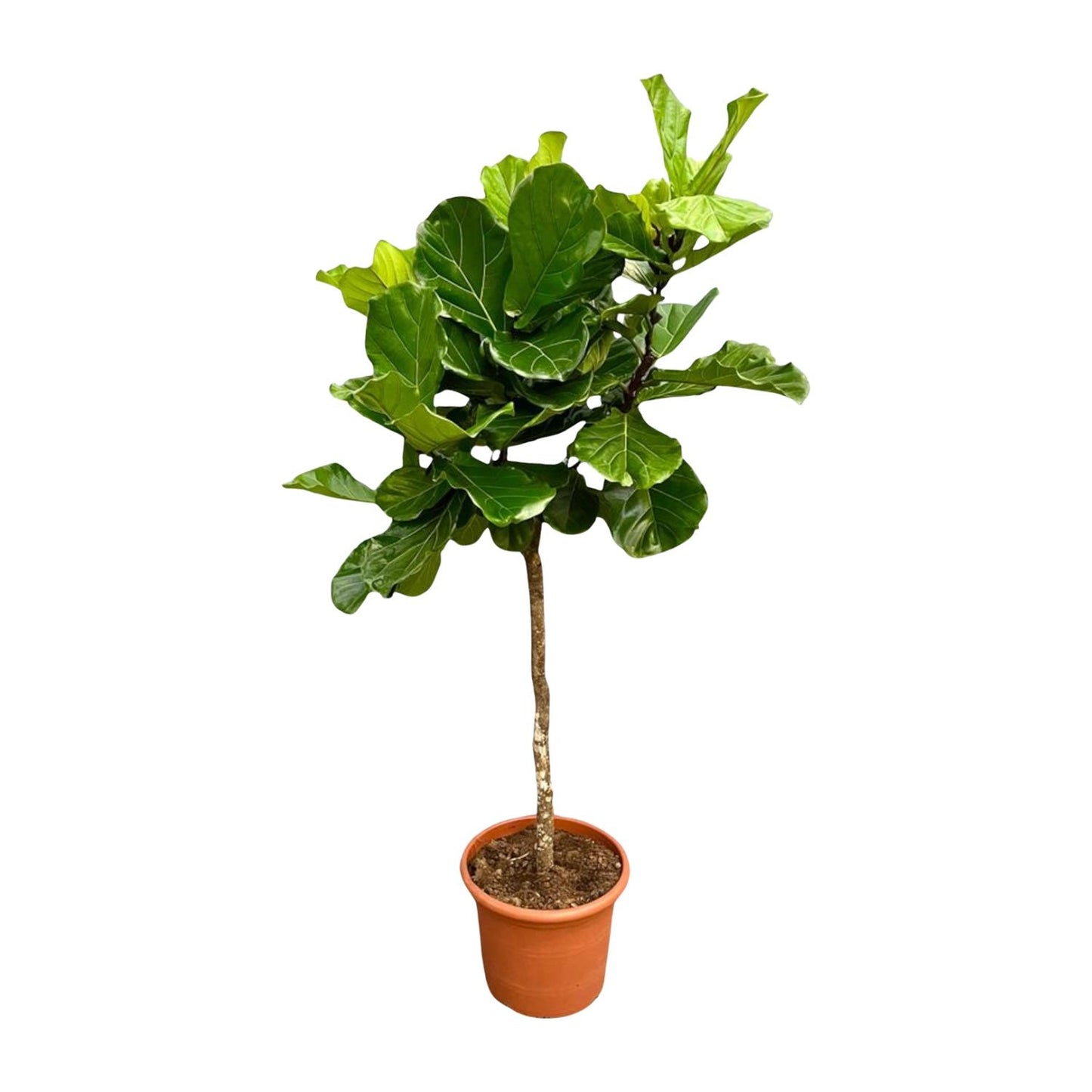 Ficus Lyrata boom XXL – Geigenfeige 200 cm
