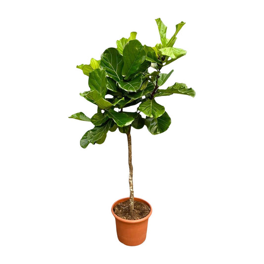 Ficus Lyrata boom XXL – Geigenfeige 200 cm