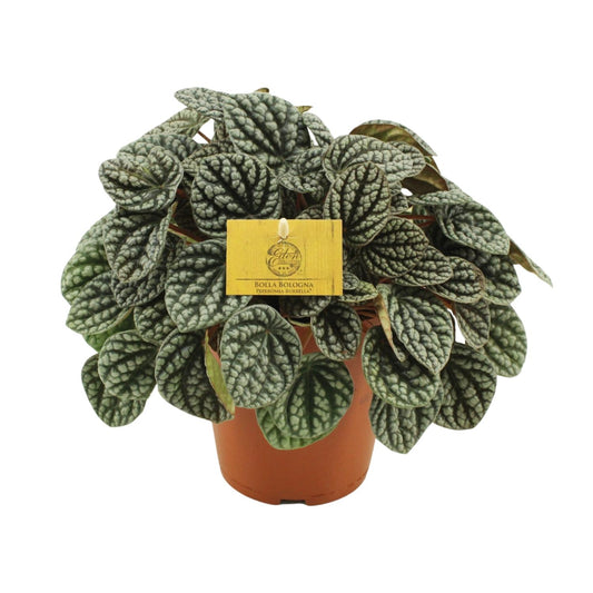 Peperomia Burbella – Pflegeleichte Zimmerpflanze Ø15cm