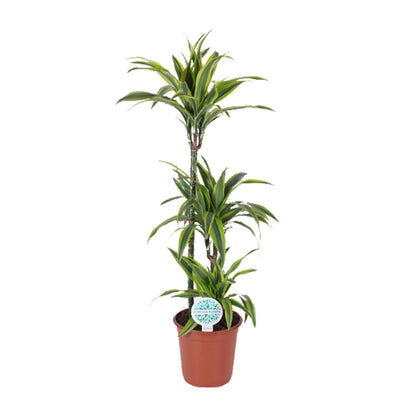 Dracaena Lemon Lime – Pflegeleichter Drachenbaum Ø24cm