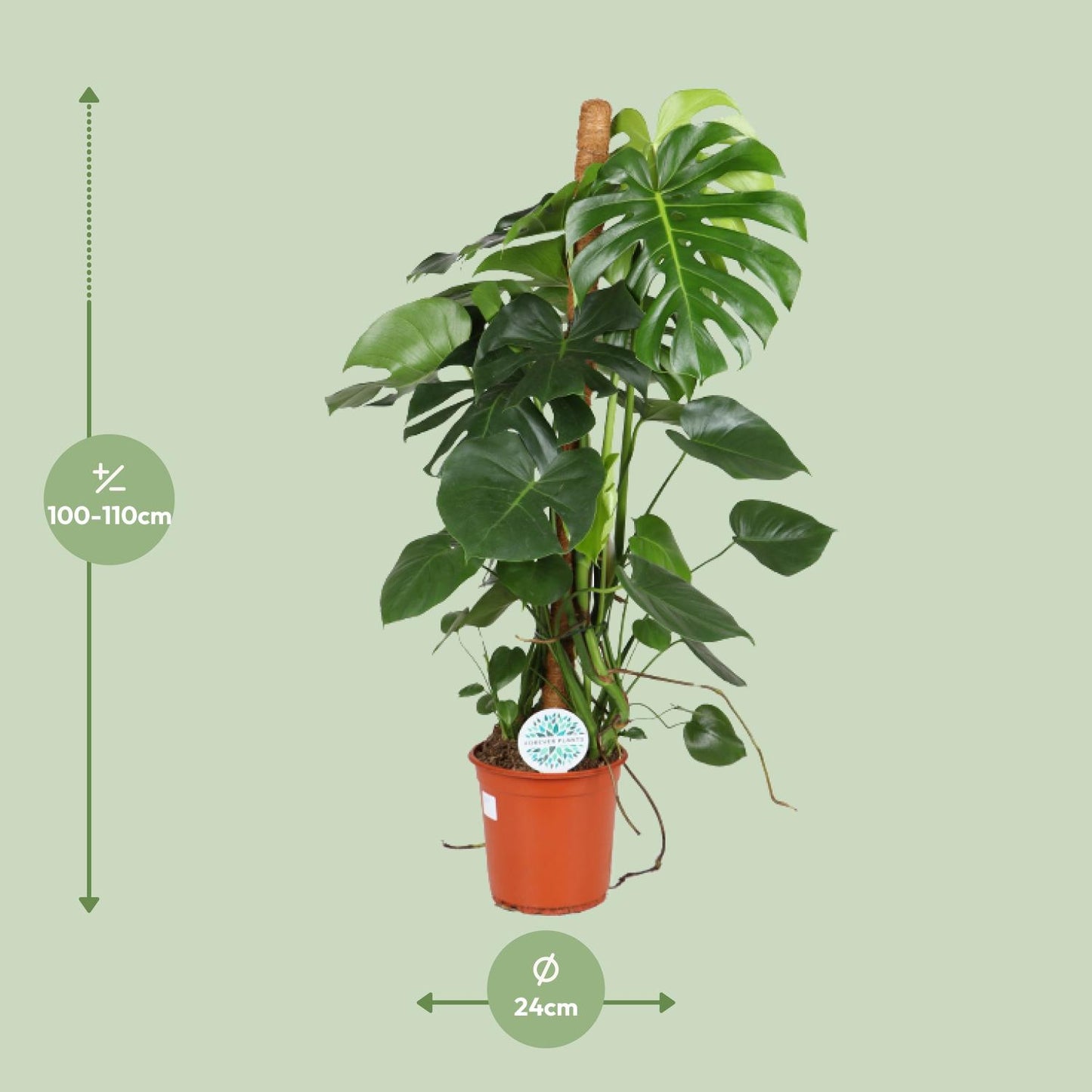 Monstera Deliciosa – Pflegeleichte Trendpflanze Ø24cm, 105cm hoch