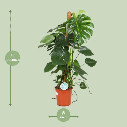 Monstera Deliciosa – Pflegeleichte Trendpflanze Ø24cm, 105cm hoch