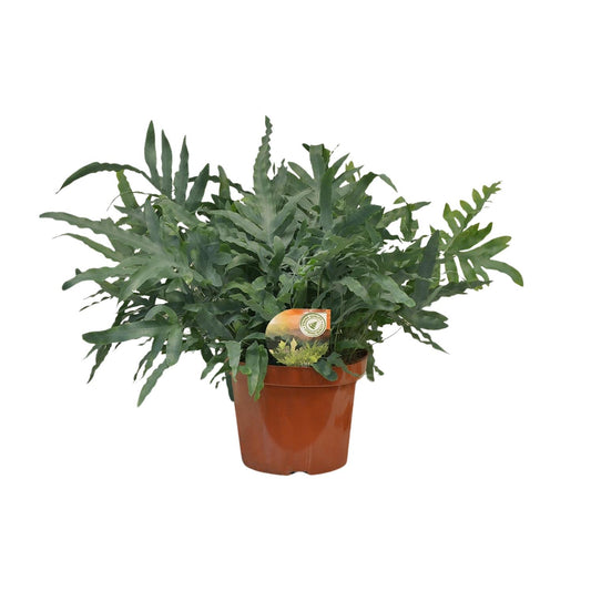 Phlebodium Blue Star – Exotische Zimmerpflanze Ø26cm