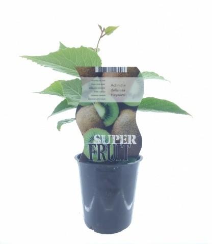 Actinidia Hayward – Robuste und pflegeleichte Kiwipflanze Ø12cm