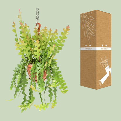 Epiphyllum Anguliger – Fischgrätenkaktus Ø21cm, 60cm hoch