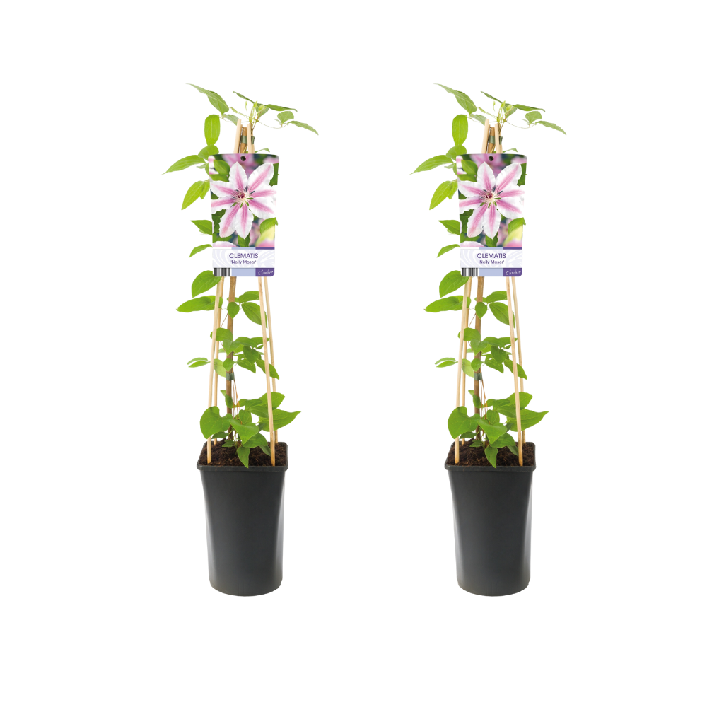 Clematis Nelly Moser – 2er-Set, Ø17 cm, ca. 75 cm Höhe