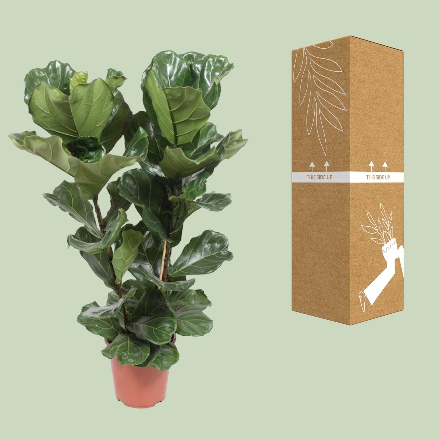 Ficus Lyrata – Geigenfeige Ø27cm, ca. 100cm hoch