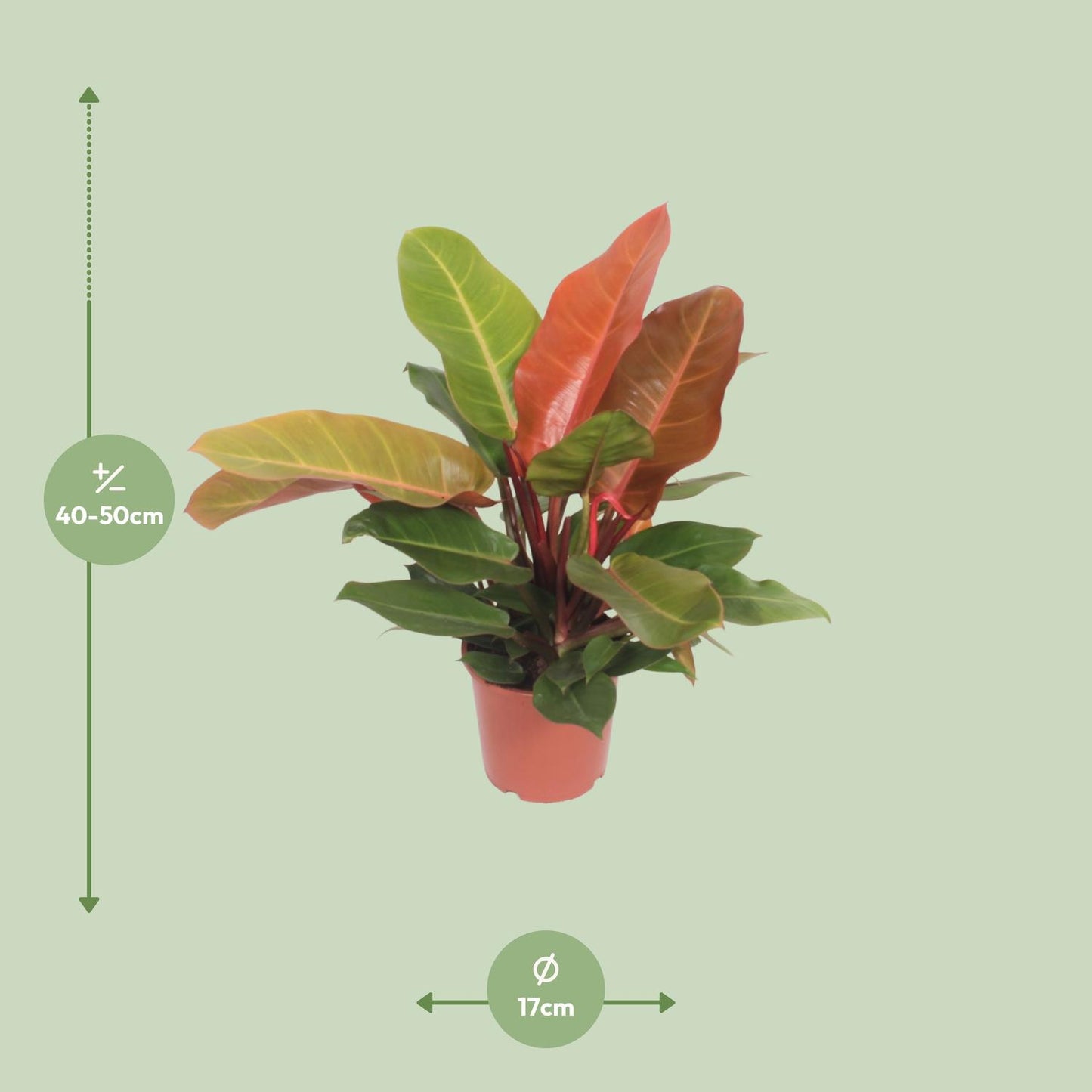 Philodendron Prince of Orange Ø17cm – pflegeleichte Zimmerpflanze