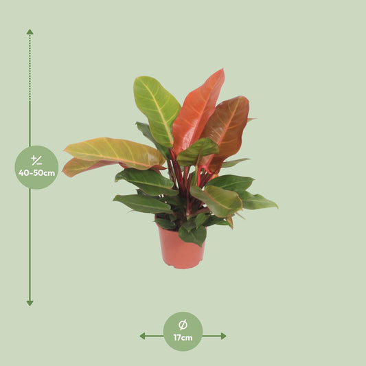 Philodendron Prince of Orange Ø17cm – pflegeleichte Zimmerpflanze