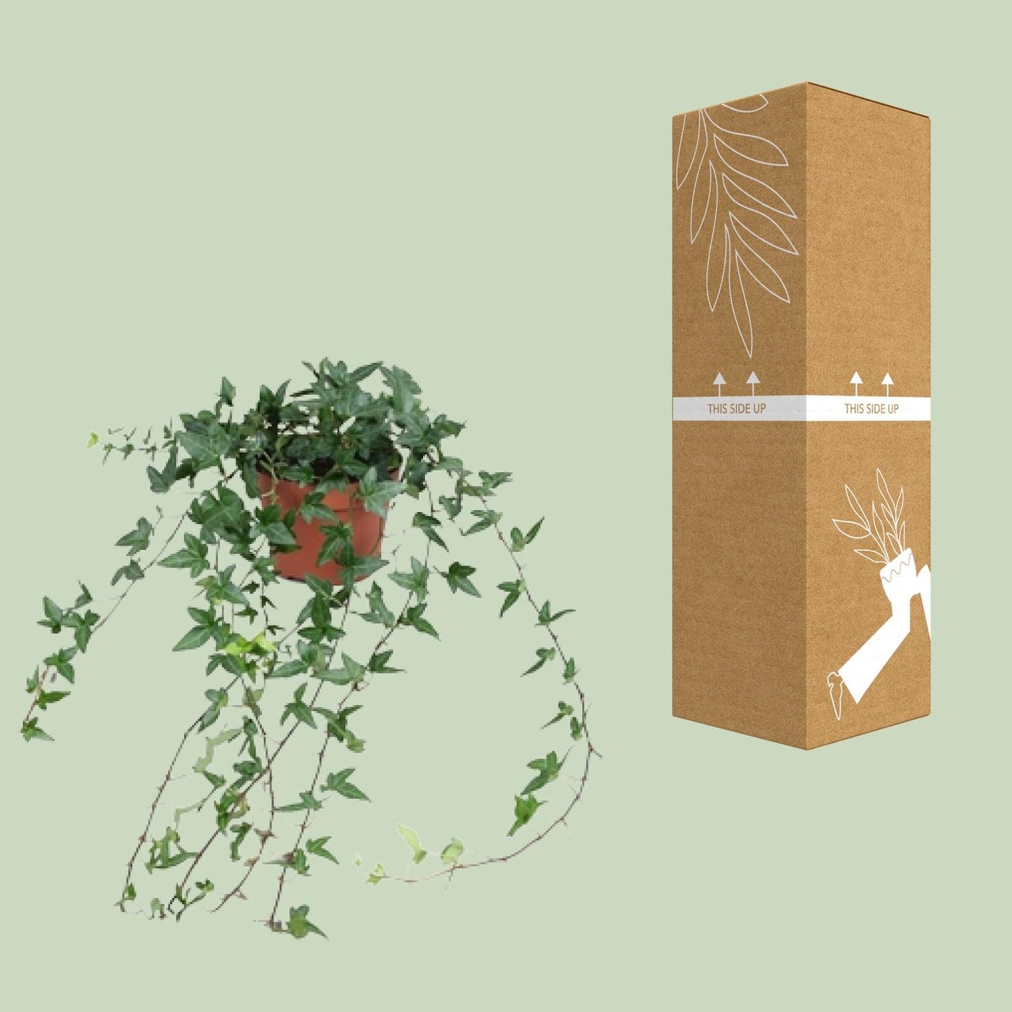 Efeu Hedera Helix Shamrock Ø13cm – Pflegeleicht & Luftreinigend