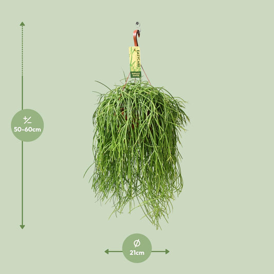 Rhipsalis Baccifera Shaferi – Pflegeleichte Hängepflanze Ø21cm
