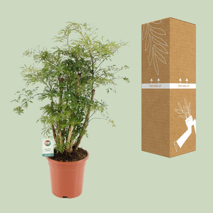 Polyscias Hawaiiana Ming – Pflegeleichte Zimmerpflanze Ø17cm, 65cm hoch