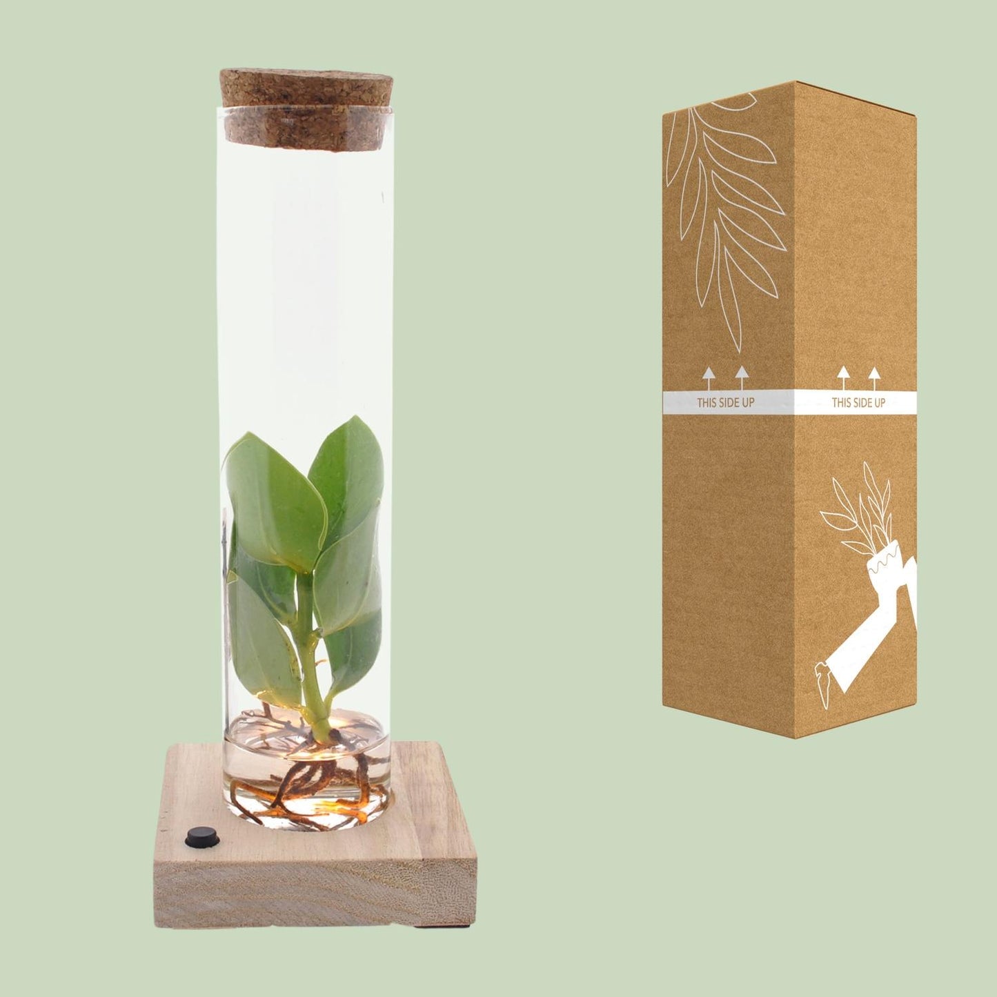 Clusia im Glas mit LED – Hydrokultur Zimmerpflanze 10 cm