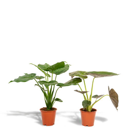 Alokasie Duo Elefantenohr Zimmerpflanzen Set 60 cm