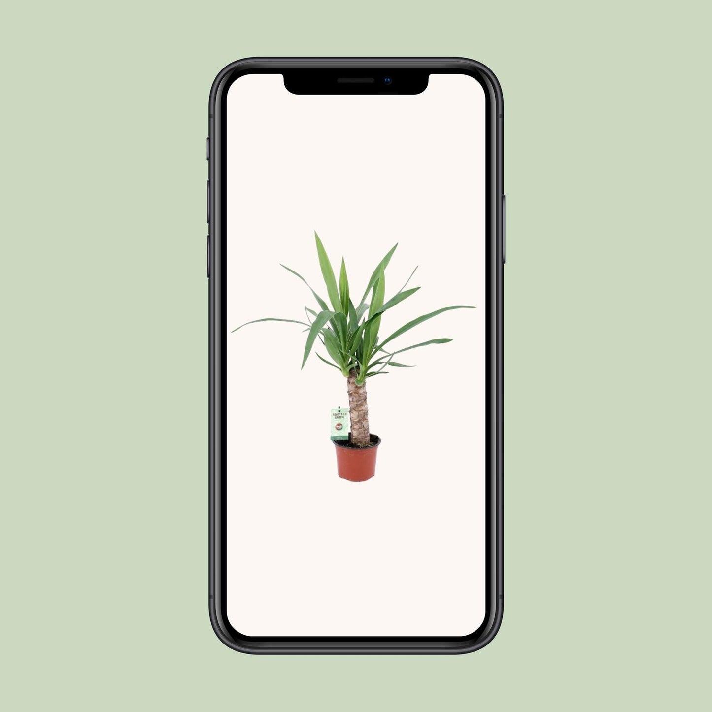 Yucca-Pflanze Ø12cm, ca. 50cm hoch – pflegeleicht & elegant