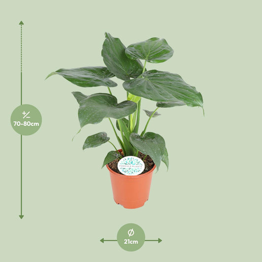 Alocasia Cucullata – Pflegeleichte Zimmerpflanze Ø21cm