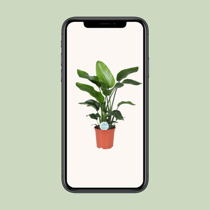 Strelitzia Nicolai – Paradiesvogelblume Ø21cm, ca. 80cm hoch