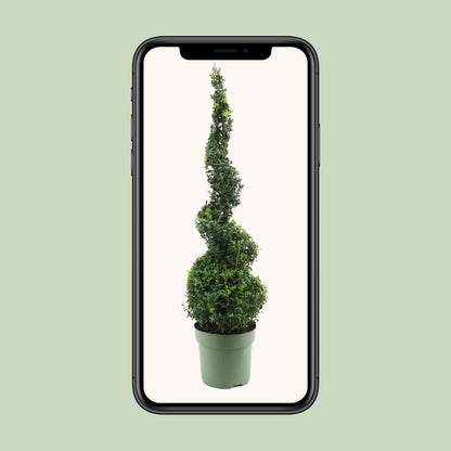 Buchsbaum Spiral 90 cm – Pflegeleichter Gartenklassiker