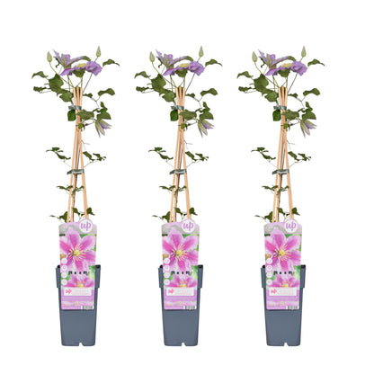 3x Clematis Piilu – Pflegeleichte blühende Kletterpflanze Ø15cm