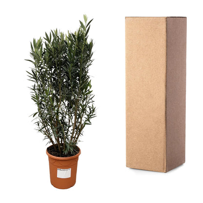 Nerium Oleander Strauch – 180 cm, Ø 40 cm, pflegeleicht & robust