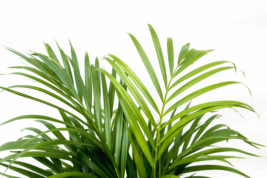 Dypsis Lutescens (Areca-Palme) 150 cm – pflegeleicht & robust