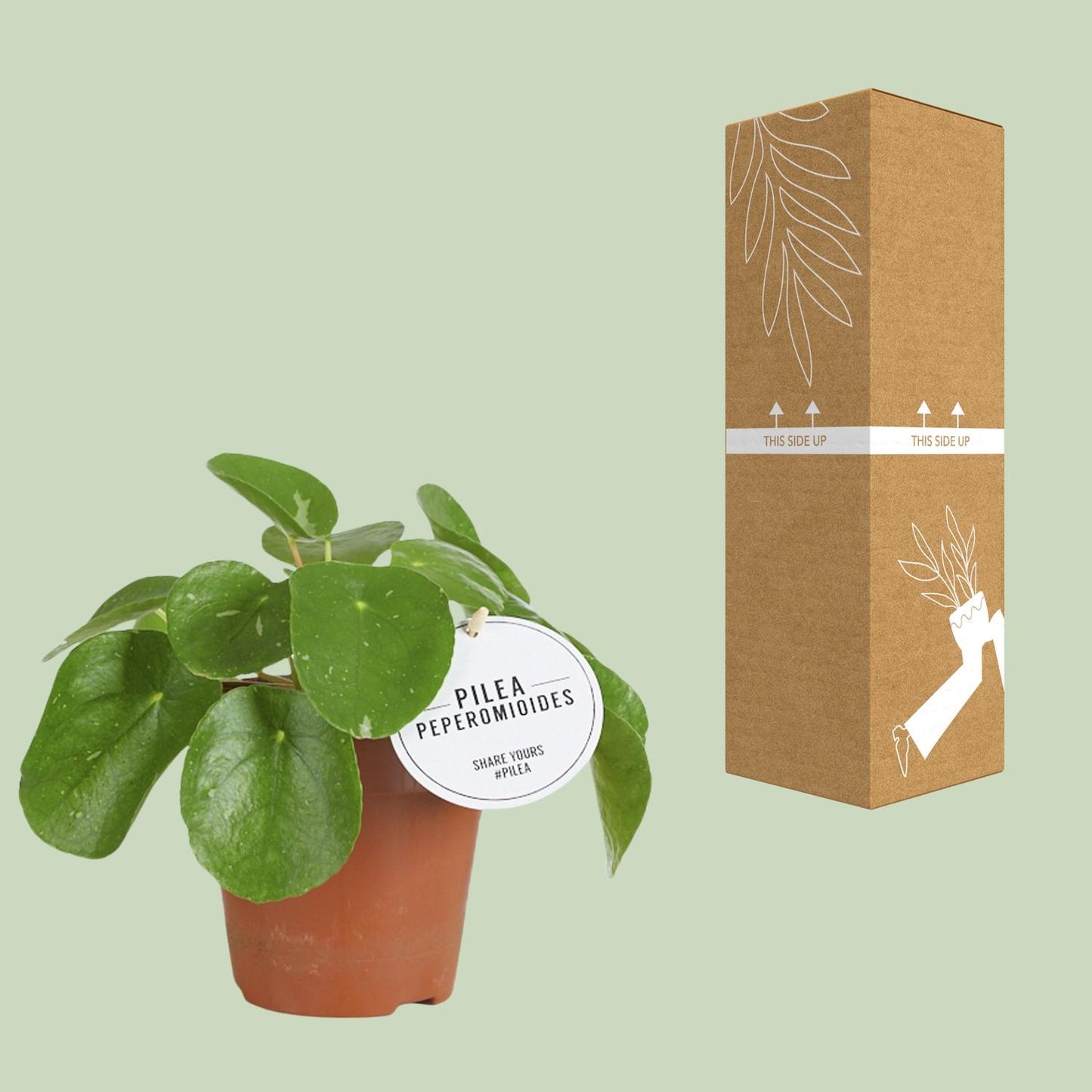 Pilea White Splash – Pflegeleichte Aluminium-Zimmerpflanze Ø13cm