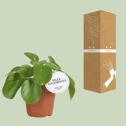 Pilea White Splash – Pflegeleichte Aluminium-Zimmerpflanze Ø13cm