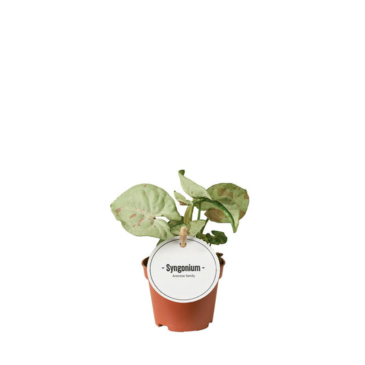 Syngonium Confetti – pflegeleichte Zimmerpflanze Ø6cm