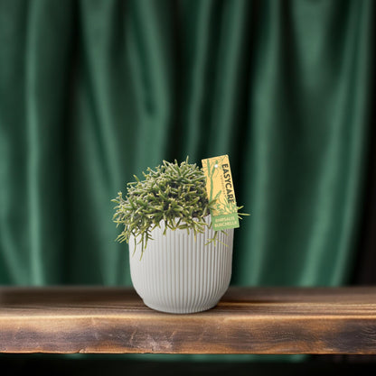 Rhipsalis Burchellii – Pflegeleichter Hängekaktus Ø12cm