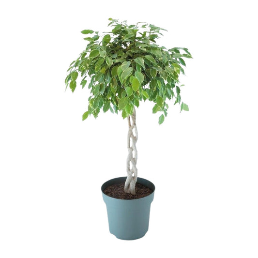 Ficus Safrana / Golden King Gevlochten Ø27cm, 110cm