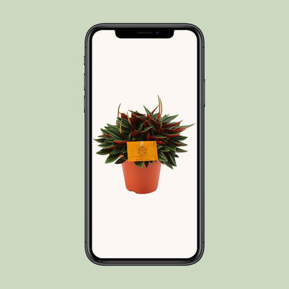 Peperomia Caperata Rosso – Pflegeleichte Zimmerpflanze Ø12cm