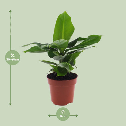 Zwerg-Banane 'Oriental Dwarf' – Pflegeleichte Tropenpflanze Ø12cm