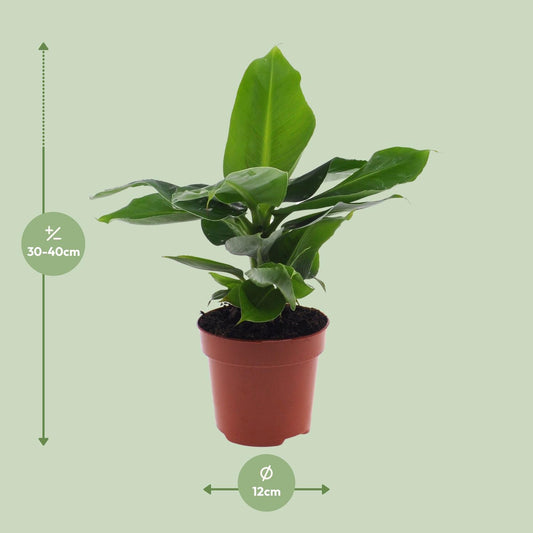 Zwerg-Banane 'Oriental Dwarf' – Pflegeleichte Tropenpflanze Ø12cm