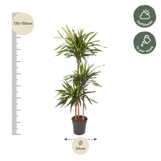 Dracaena Riki – pflegeleichte Zimmerpflanze 140 cm