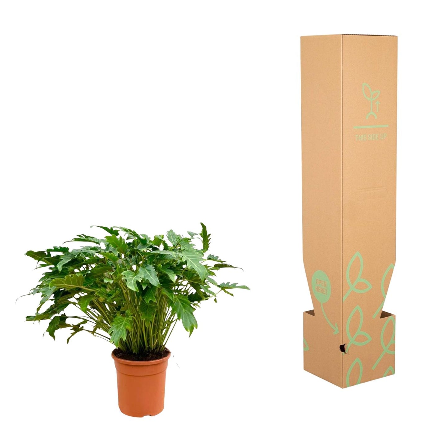 Philodendron Xanadu – Pflegeleichte tropische Zimmerpflanze