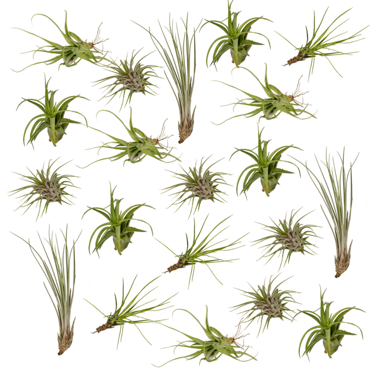 Tillandsia Air Mix – 20 pflegeleichte Luftpflanzen Ø6 cm