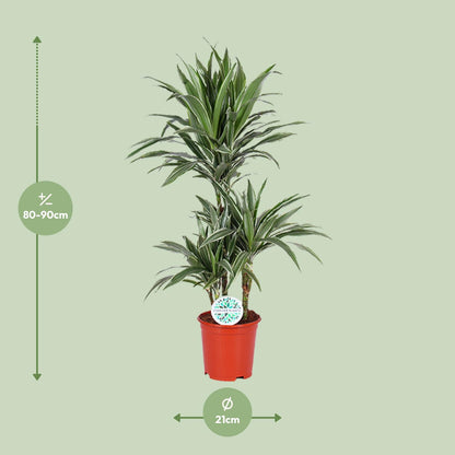 Dracaena Warneckei – Pflegeleichter Drachenbaum Ø21cm, 90cm hoch