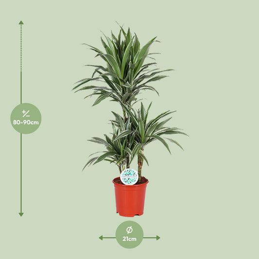 Dracaena Warneckei – Pflegeleichter Drachenbaum Ø21cm, 90cm hoch
