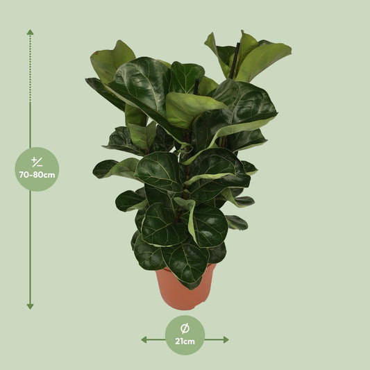 Ficus Lyrata Zimmerpflanze Ø21cm, 80cm hoch