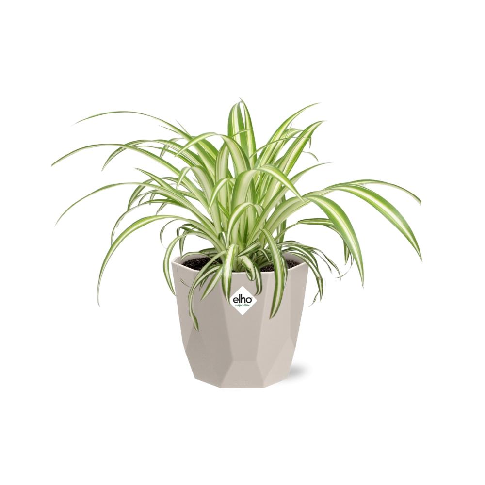 Chlorophytum Comosum Variegatum – Spinnenpflanze in ELHO b.for rock 14 cm