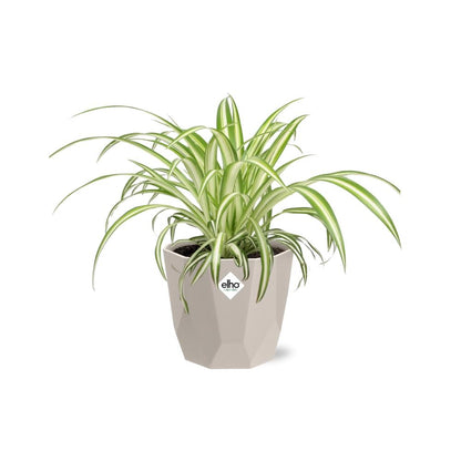 Chlorophytum Comosum Variegatum – Spinnenpflanze in ELHO b.for rock 14 cm