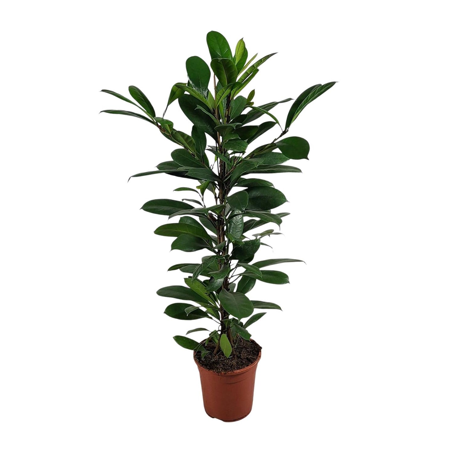 Ficus Cyathistipula – Pflegeleichte, luftreinigende Zimmerpflanze Ø21cm