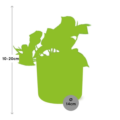 Epipremnum Pinnatum ‘Aureum’ in ELHO b.for soft rond 14cm brique