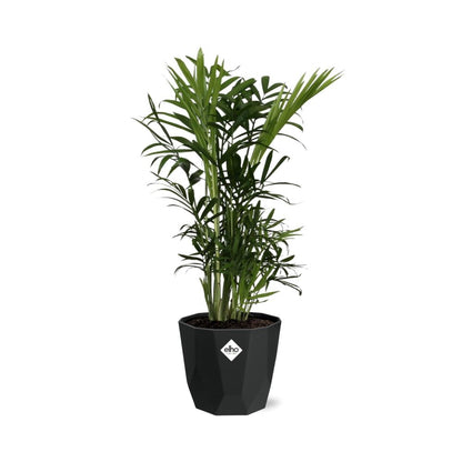 Chamaedorea Elegans – Zwergbergpalme in 14cm Topf